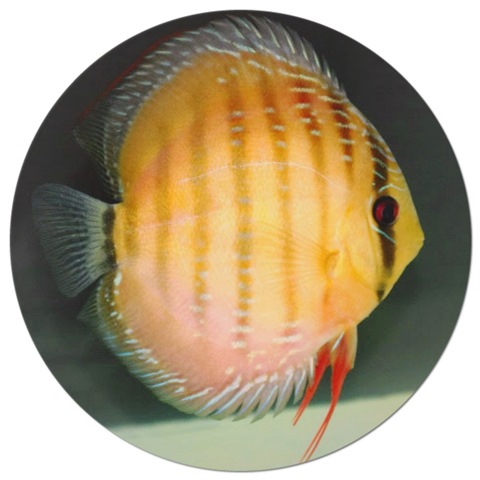 Yellow Rose Alenquer Discus Fish - 2.5 inch Yellow Rose Alenquer Discus Fish - 2.5 inch